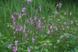 Silene flos-cuculiEchte koekoeksbloem bestellen